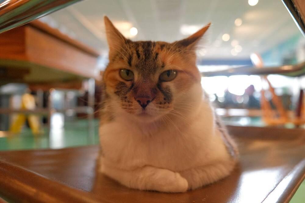 Enlarge Candy, a Adoptable mixed breed in Lafayette, CO image 2/5