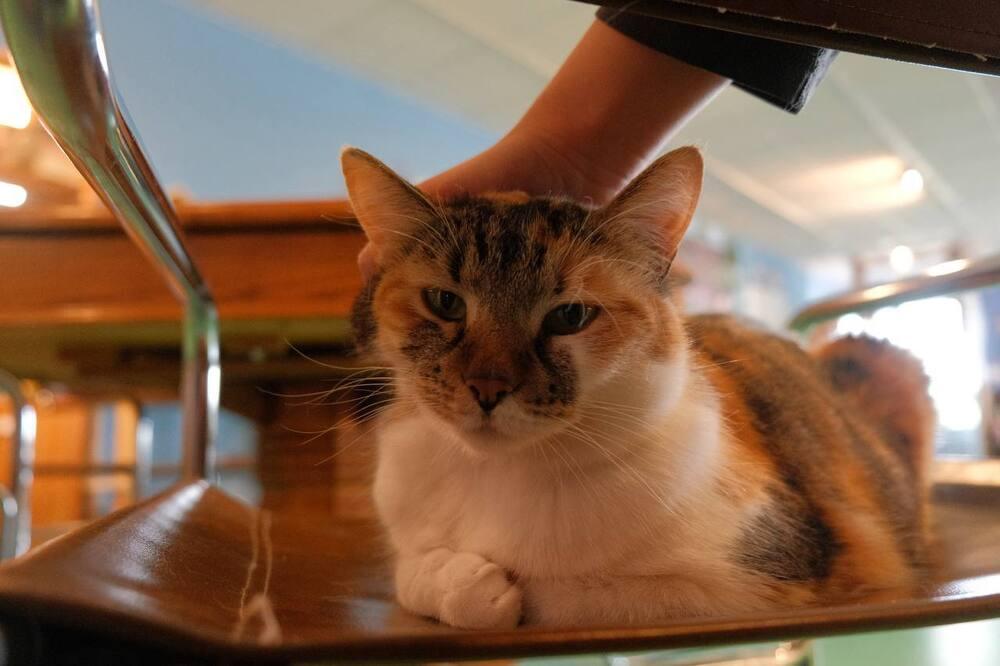 Enlarge Candy, a Adoptable mixed breed in Lafayette, CO image 3/5