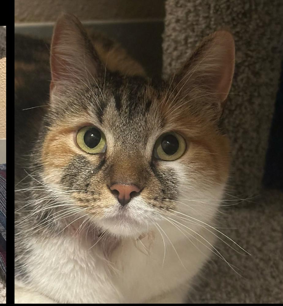 Enlarge Candy, a Adoptable mixed breed in Lafayette, CO image 1/1