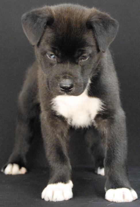 Enlarge Cypher, an adopted Husky in Newland, NC image 1/2
