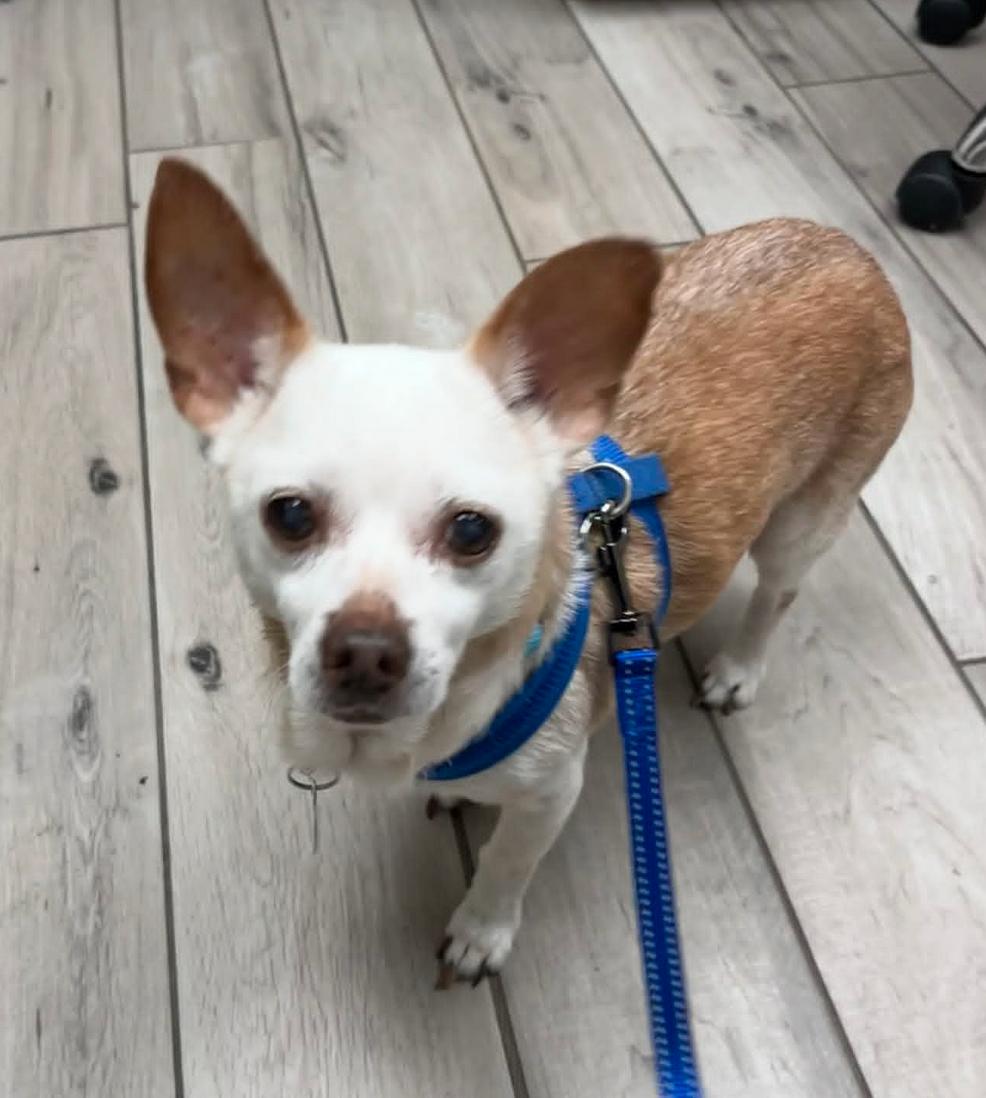 Louie, Adoptable, Senior Male Chihuahua.