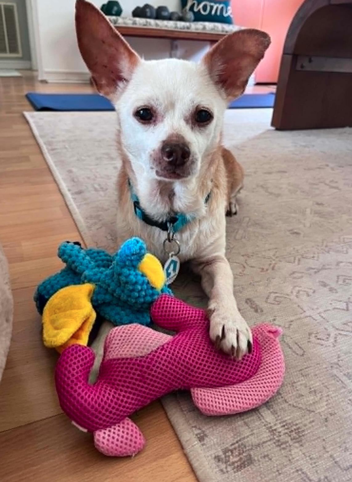 Enlarge Louie, a Adoptable Chihuahua in Osteen, FL image 2/3