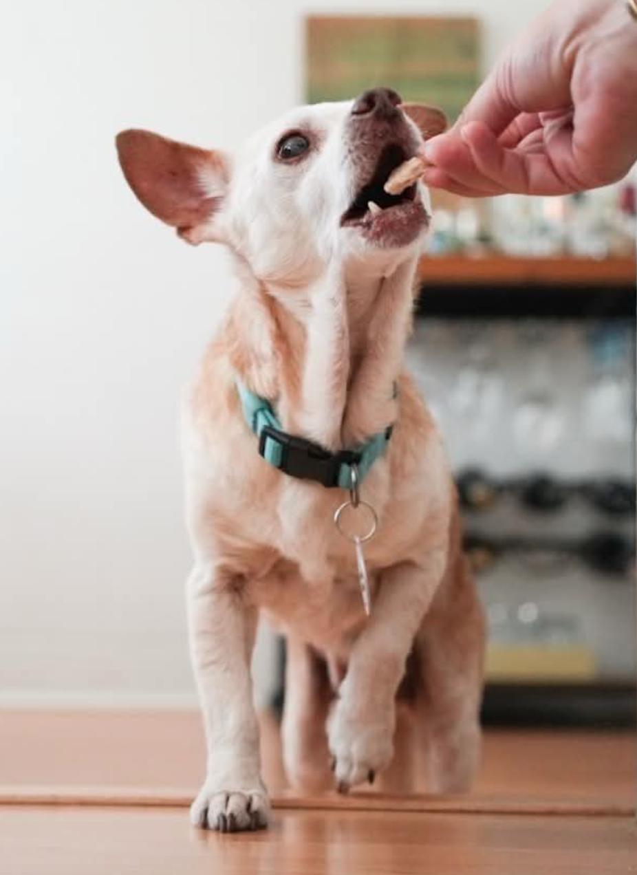 Enlarge Louie, a Adoptable Chihuahua in Osteen, FL image 2/3