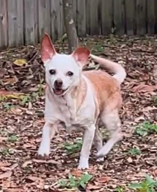 Enlarge Louie, a Adoptable Chihuahua in Osteen, FL image 1/3