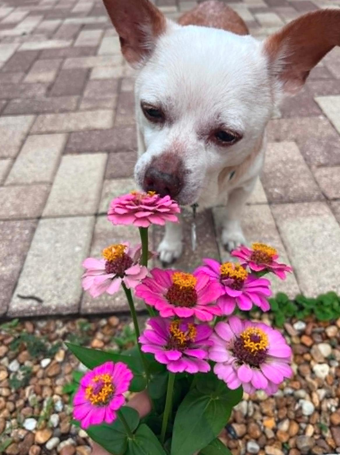 Enlarge Louie, a Adoptable Chihuahua in Osteen, FL image 3/3