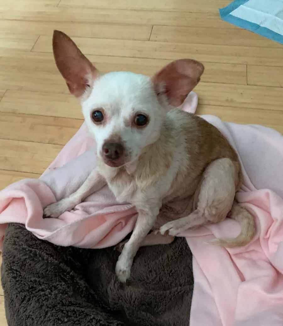 Enlarge Louie, a Adoptable Chihuahua in Osteen, FL image 2/3