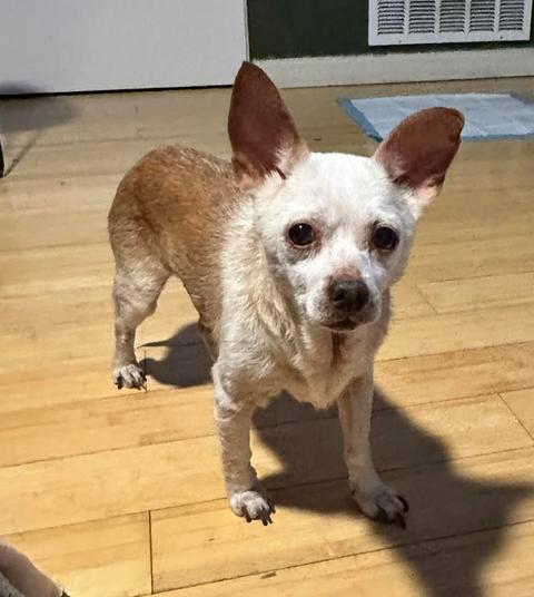 Enlarge Louie, a Adoptable Chihuahua in Osteen, FL image 3/3