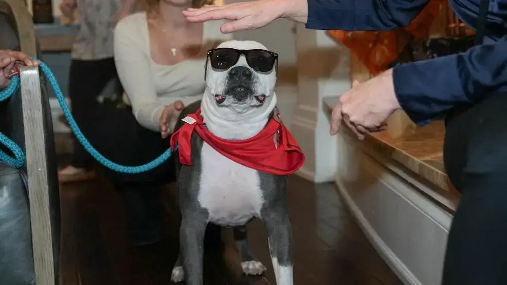 Duke, Adoptable, Young Male Pit Bull Terrier.