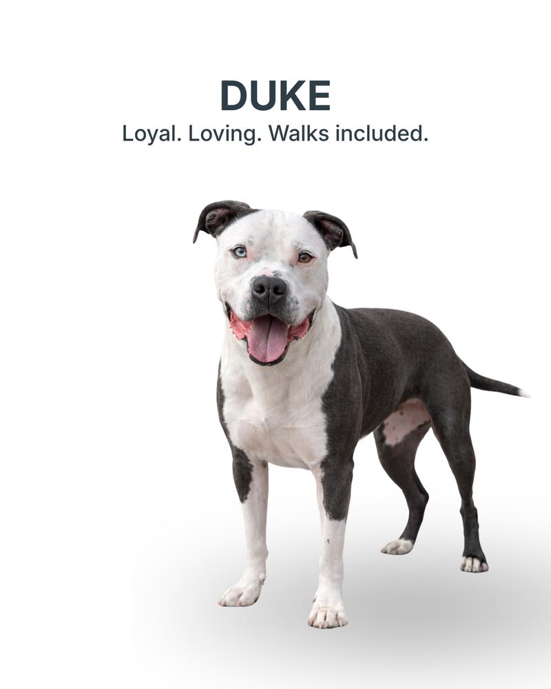 Enlarge Duke, a Adoptable mixed breed in Columbus, OH image 2/6
