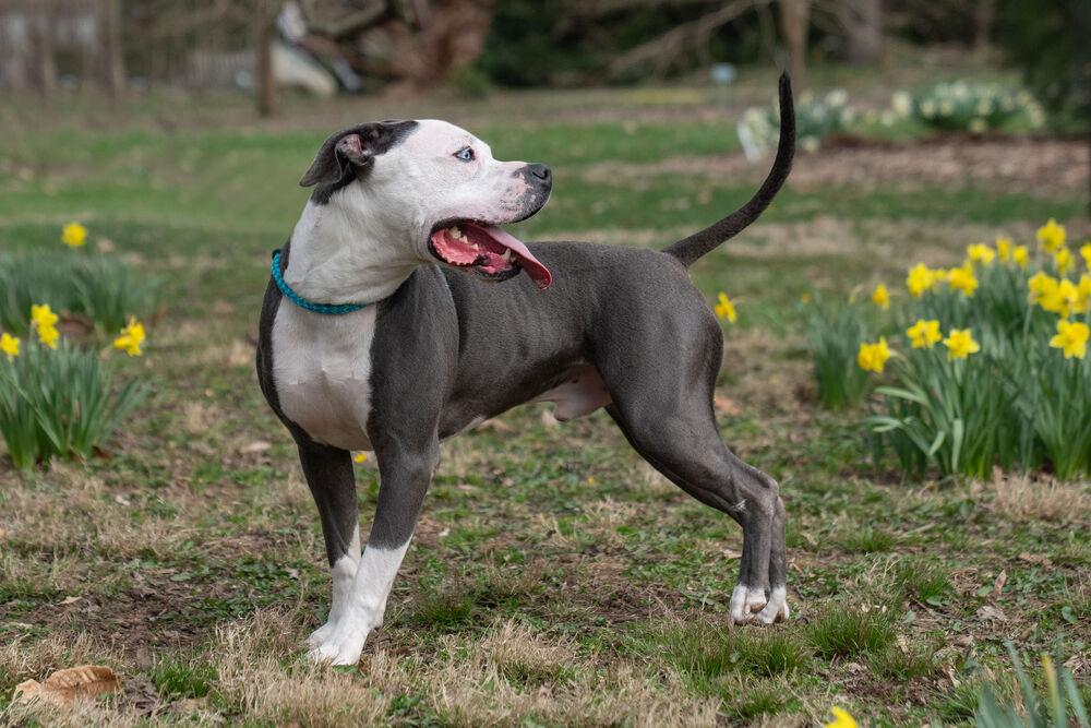 Duke, a Adoptable mixed breed in Columbus, OH image 2/6