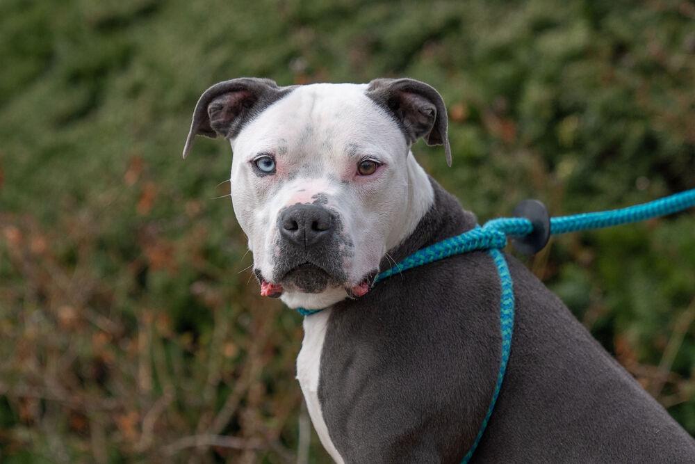 Duke, a Adoptable mixed breed in Columbus, OH image 3/6