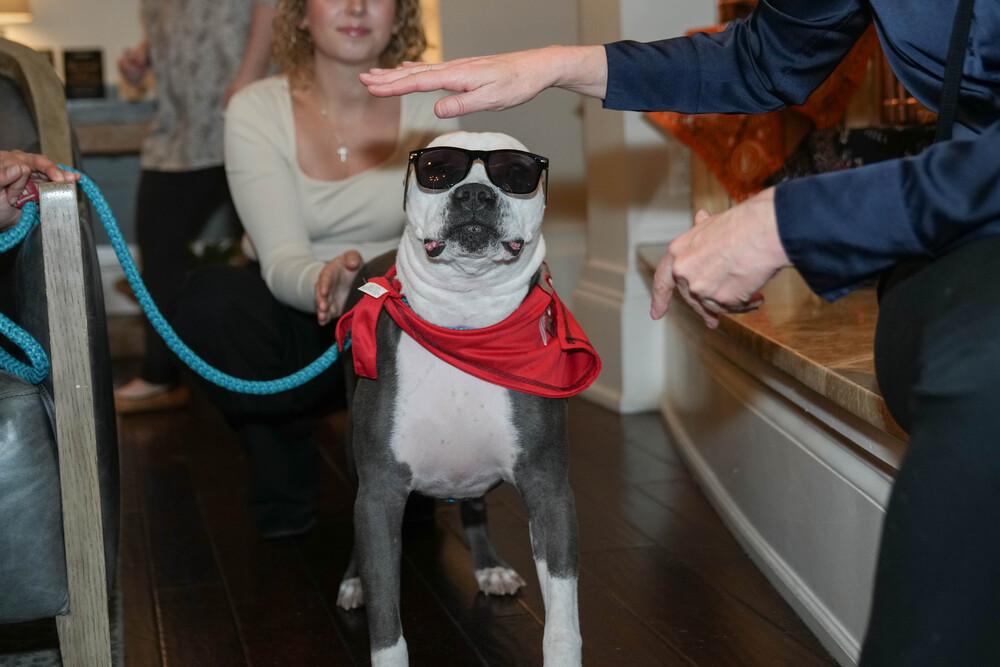 Duke, a Adoptable mixed breed in Columbus, OH image 4/6