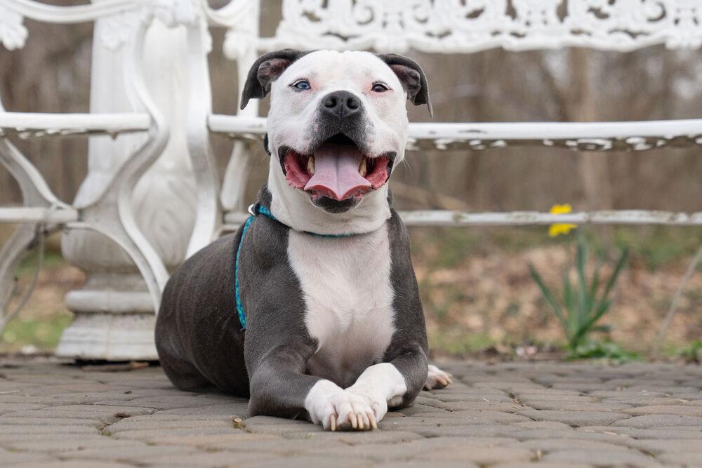 Duke, a Adoptable mixed breed in Columbus, OH image 5/6