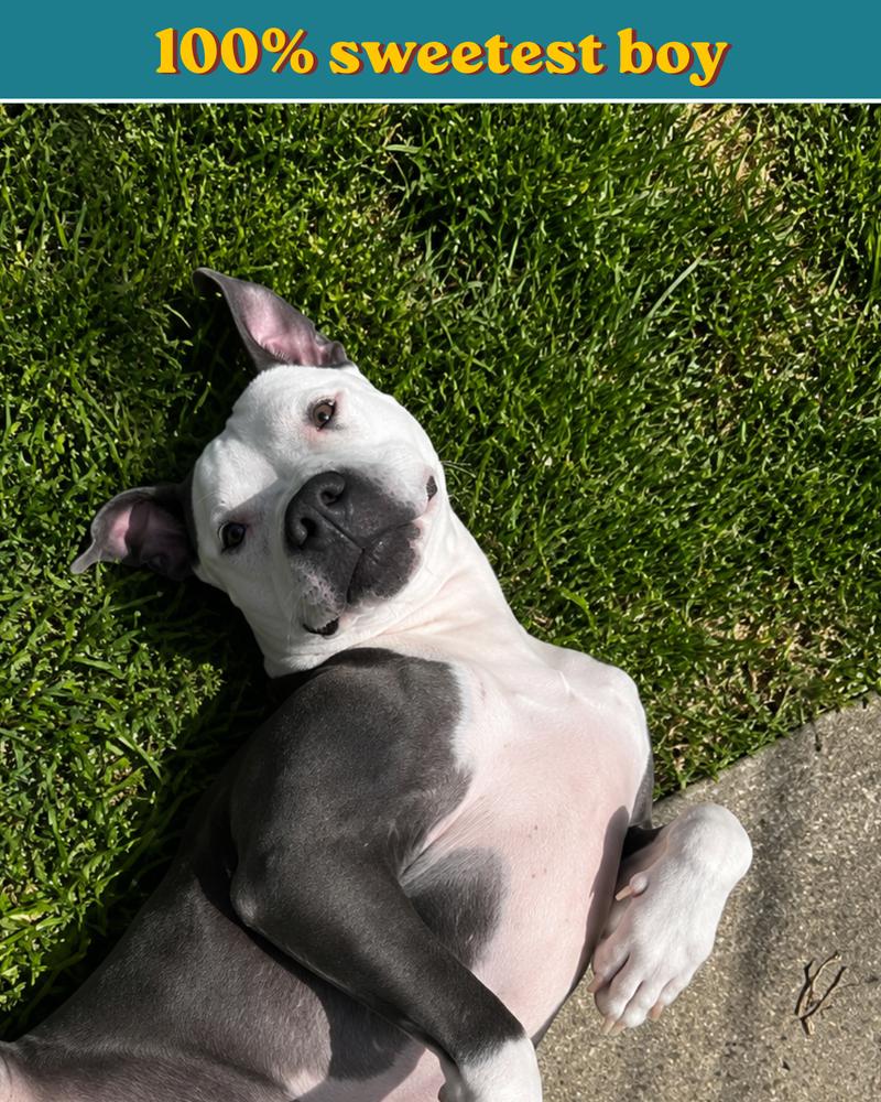 Enlarge Duke, a Adoptable mixed breed in Columbus, OH image 4/6