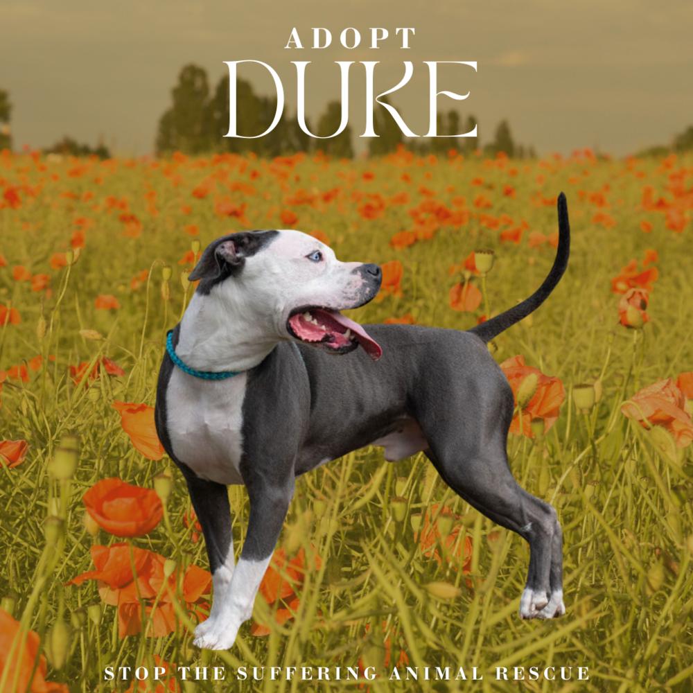 Enlarge Duke, a Adoptable mixed breed in Columbus, OH image 5/6