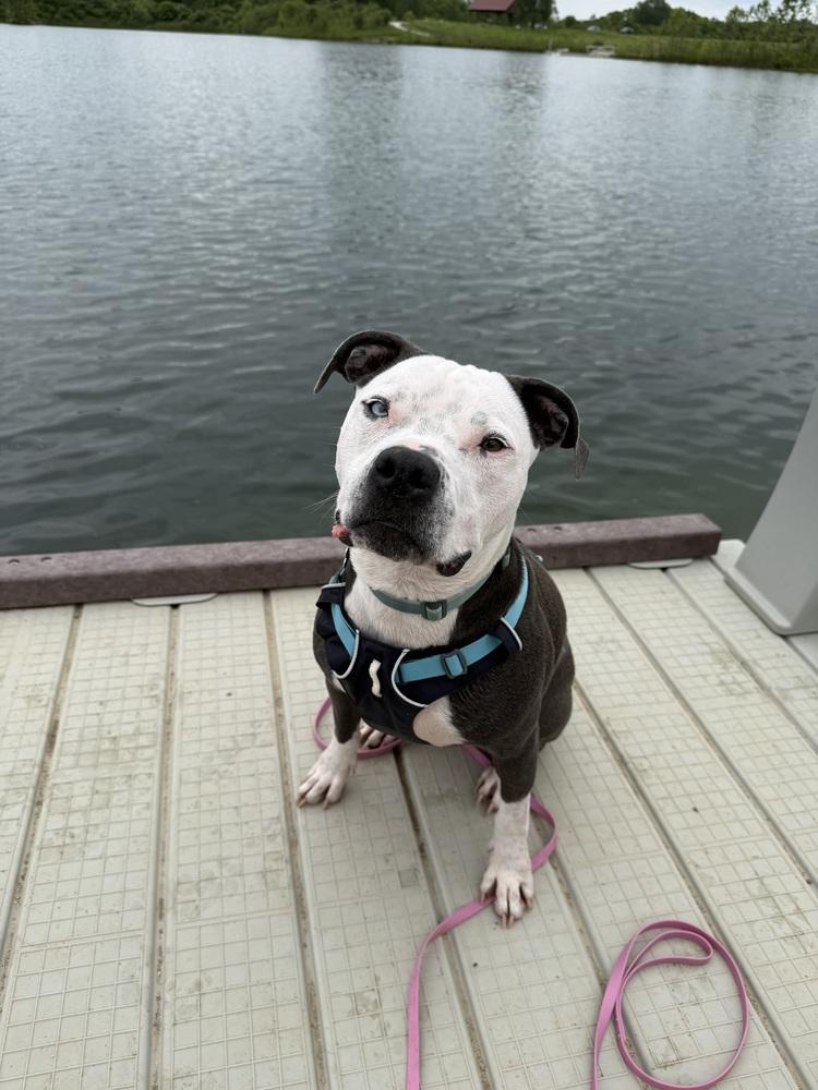 Enlarge Duke, a Adoptable mixed breed in Columbus, OH image 6/6