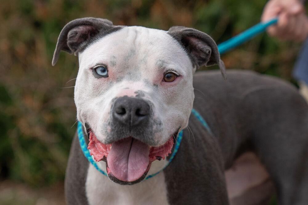 Enlarge Duke - NEEDS FOSTER, a Adoptable mixed breed in Columbus, OH image 5/6