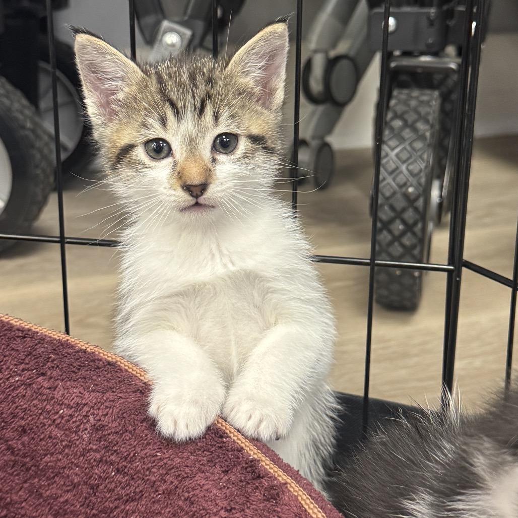 Bear, Adoptable, Kitten Male Domestic Short Hair.