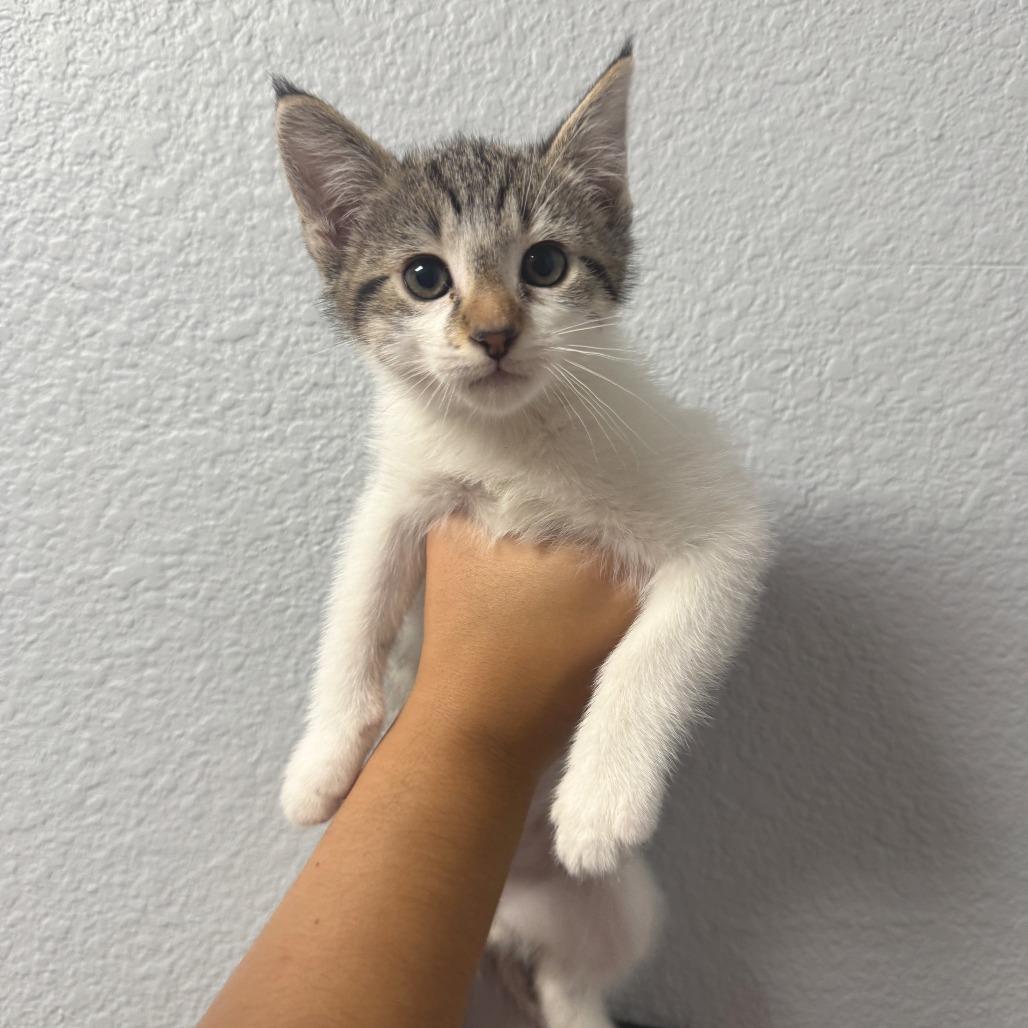 Bear, a Adoptable Domestic Short Hair in Waco, TX image 2/2