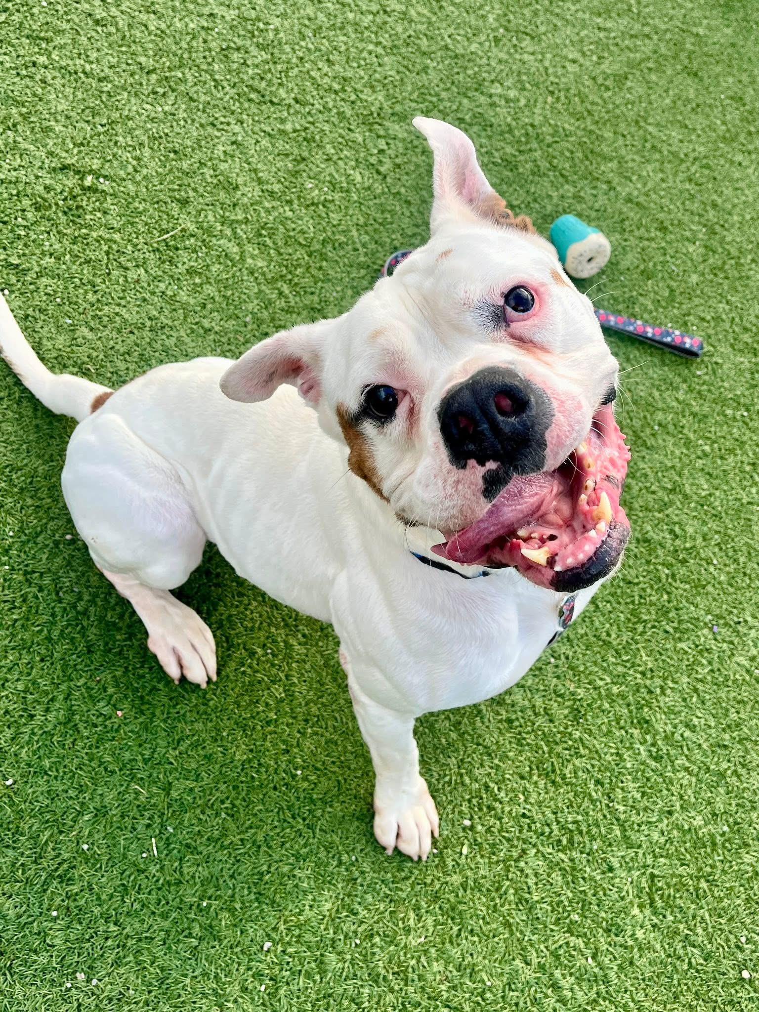 Enlarge Tyson, a ADOPTABLE American Bulldog in Cleveland, OH image 2/5