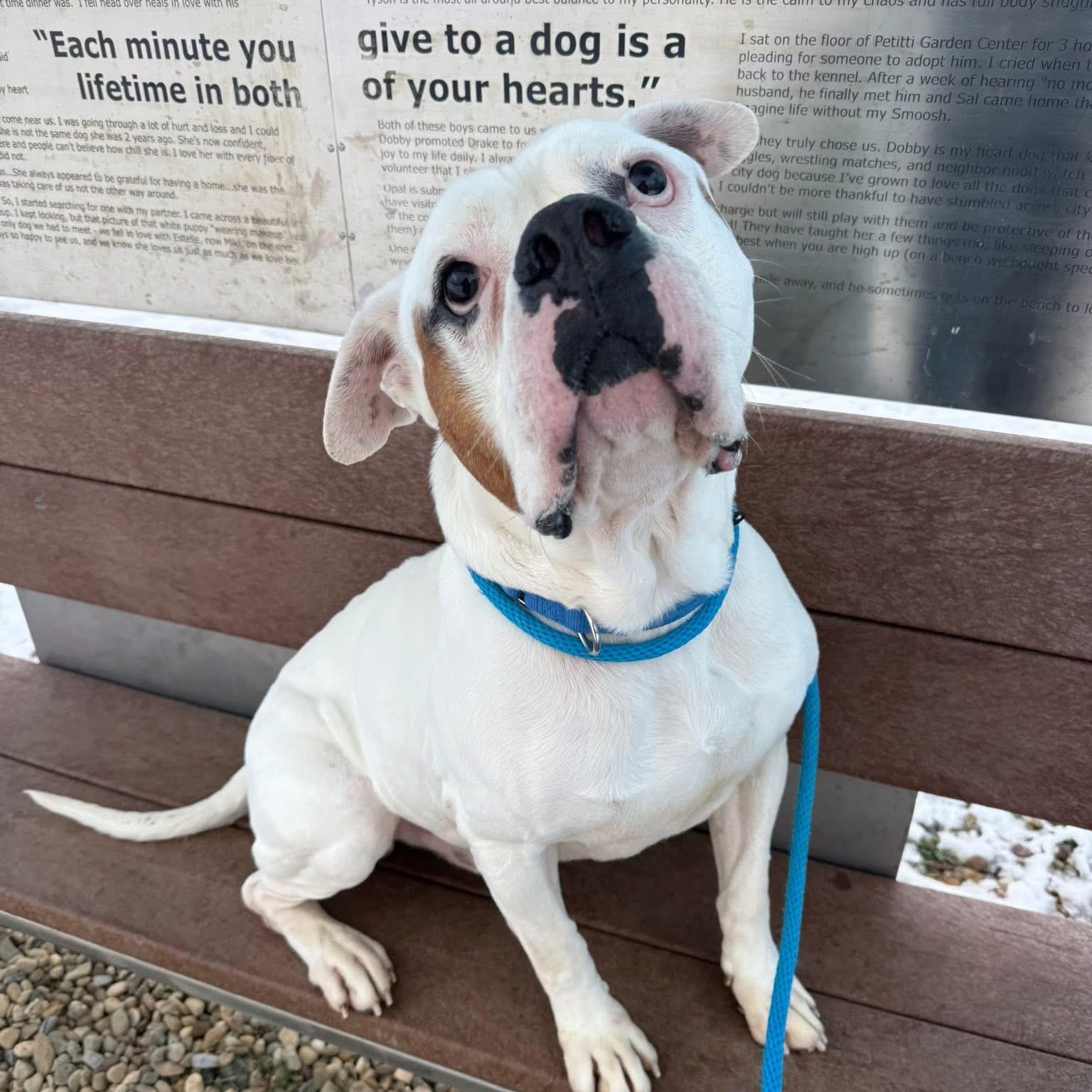 Enlarge Tyson, a ADOPTABLE American Bulldog in Cleveland, OH image 1/5