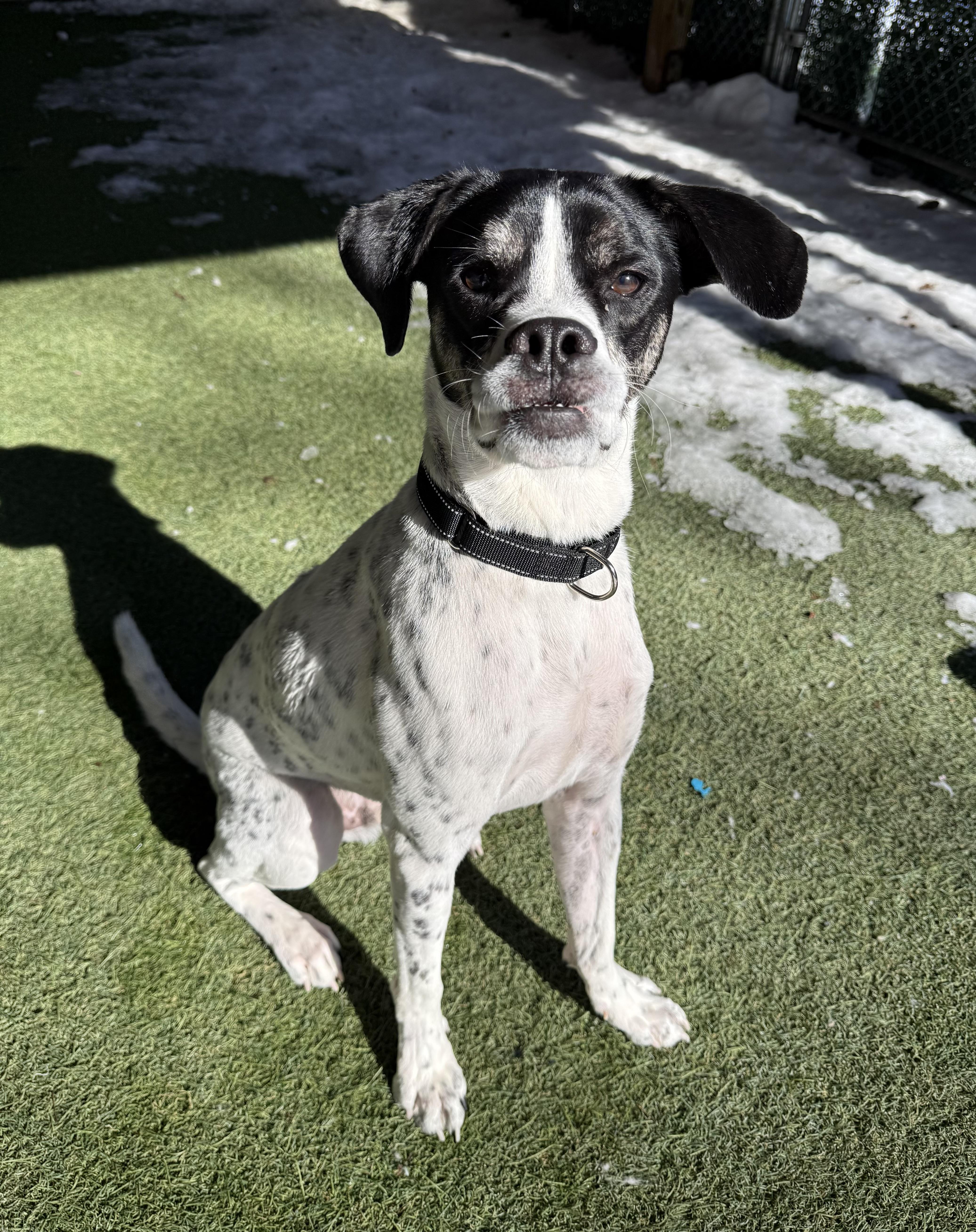 Bruno, ADOPTABLE, Adult Male Mixed Breed.