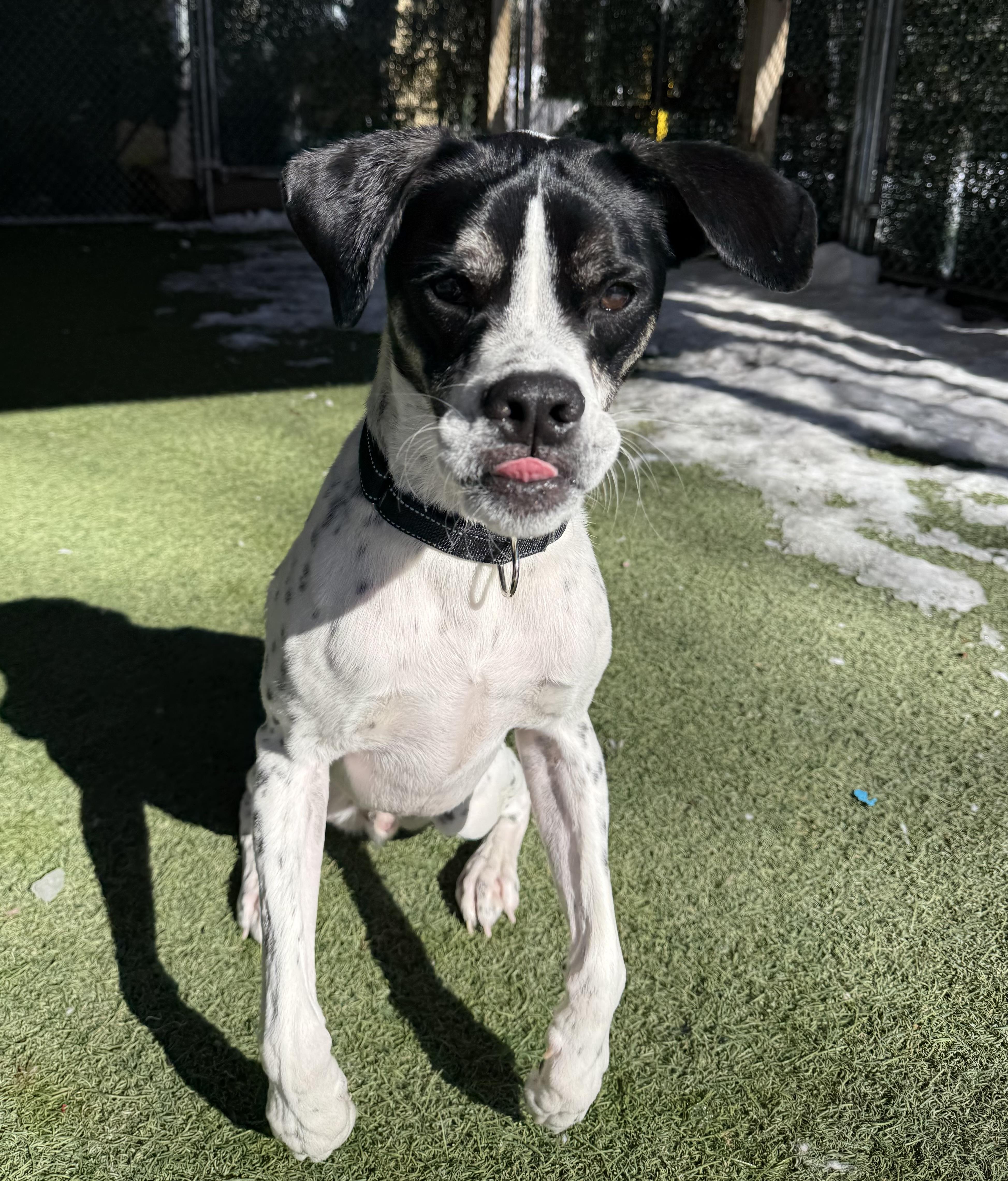 Bruno, a ADOPTABLE Mixed Breed in Sudbury, MA image 3/4