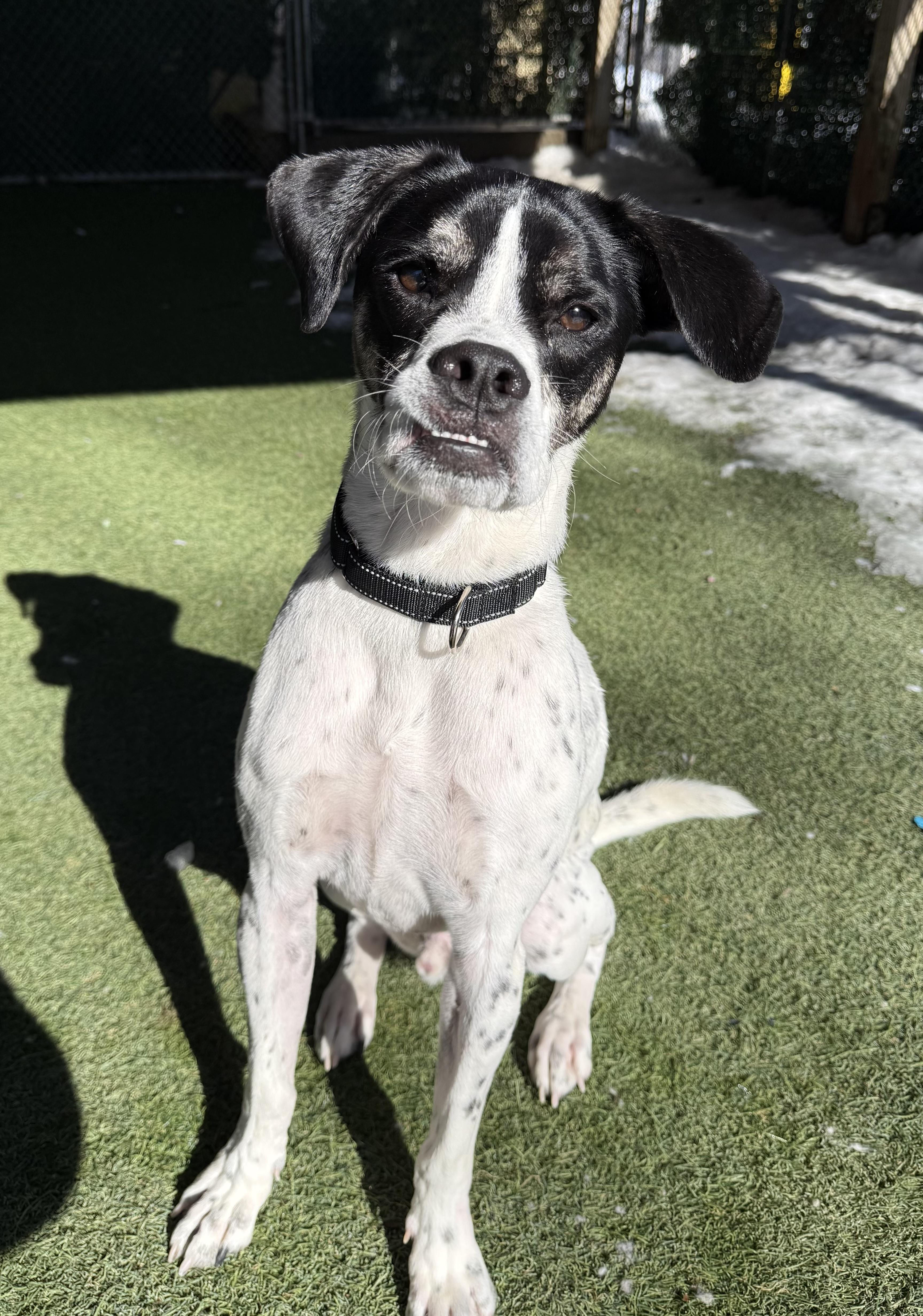 Bruno, a ADOPTABLE Mixed Breed in Sudbury, MA image 2/4