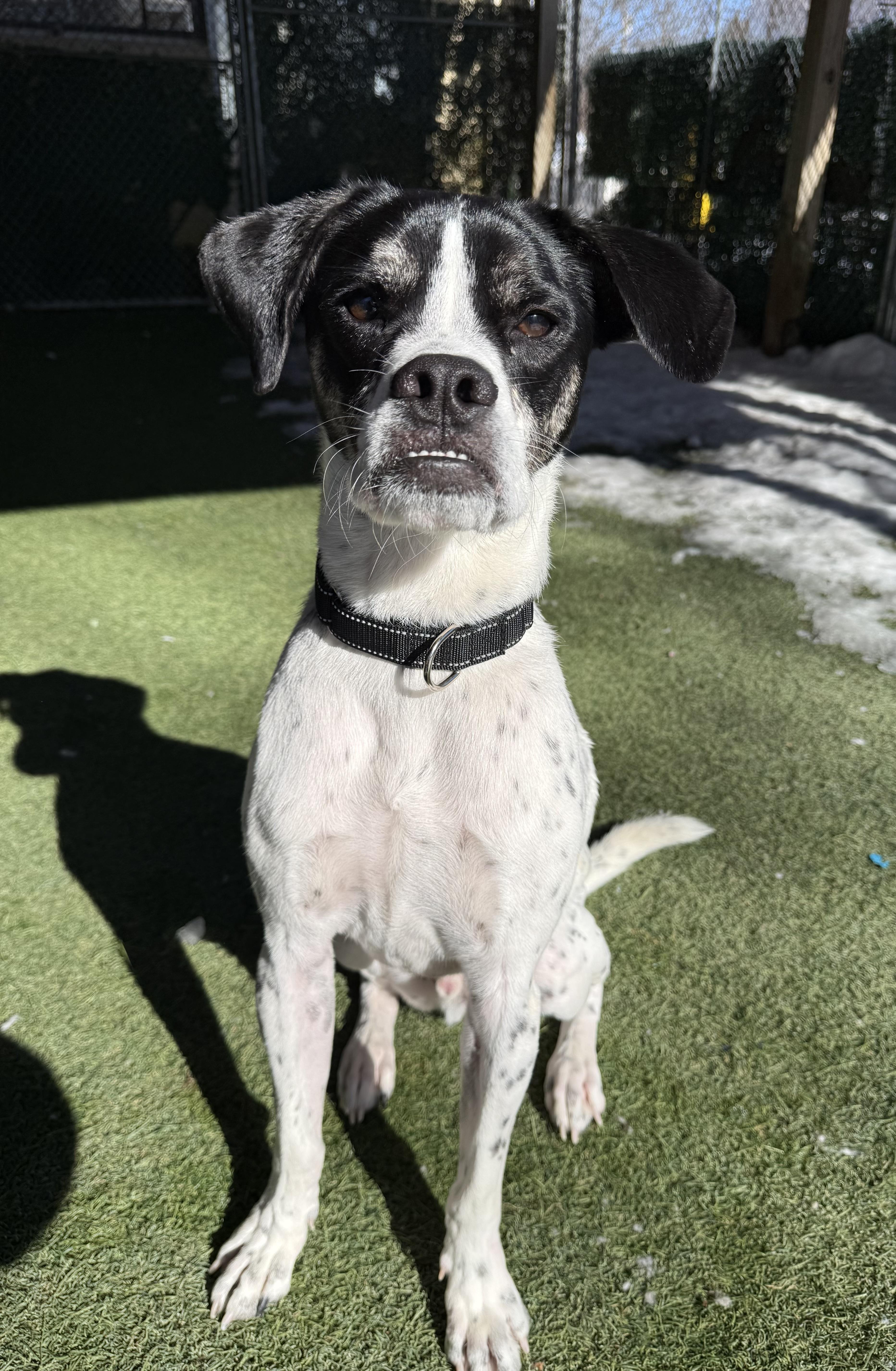 Bruno, a ADOPTABLE Mixed Breed in Sudbury, MA image 4/4
