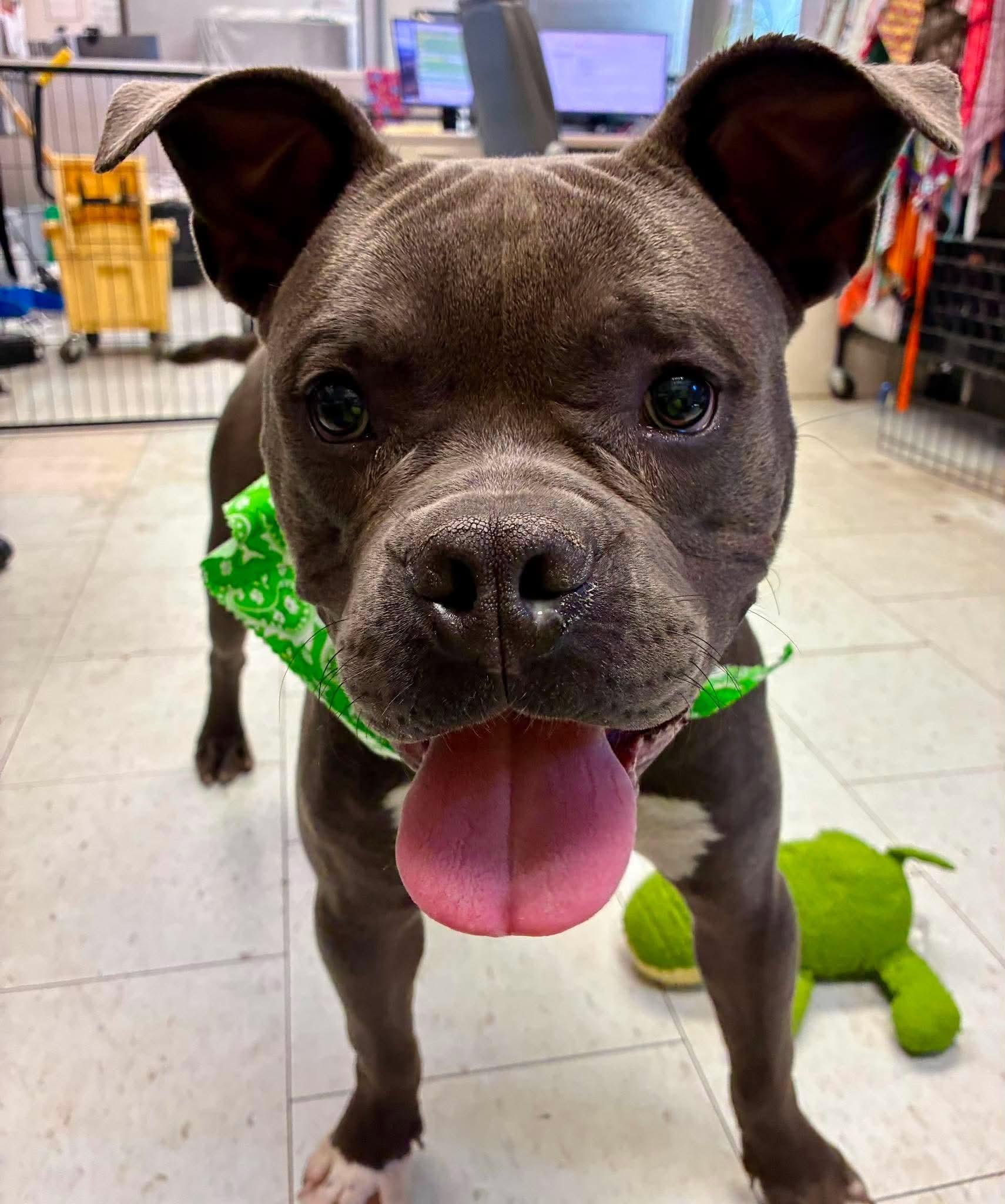 Little Foot, a ADOPTABLE mixed breed in Burnaby, BC image 1/3