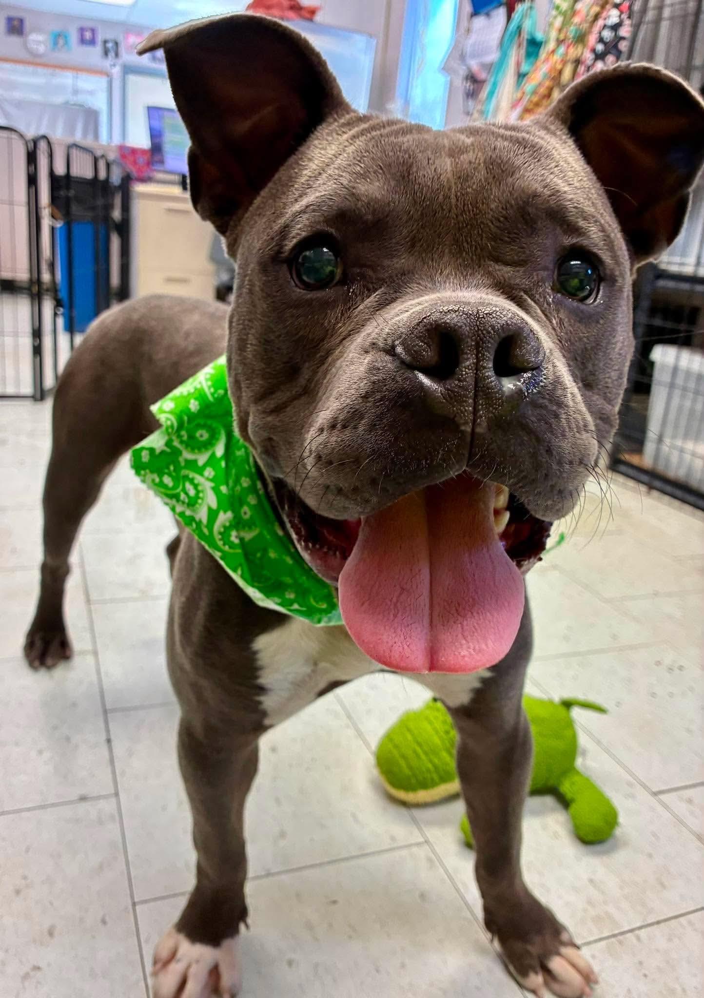 Little Foot, a ADOPTABLE mixed breed in Burnaby, BC image 2/3