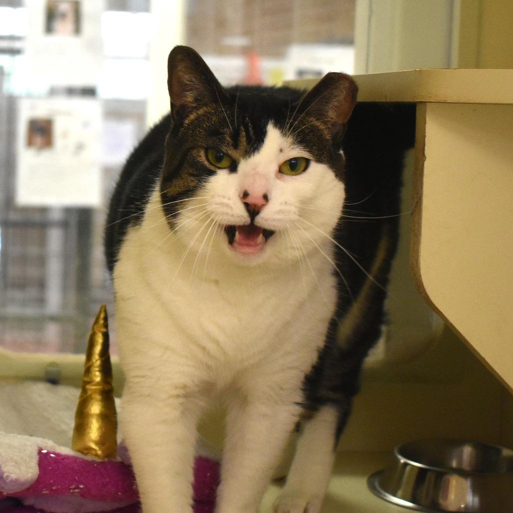 Cat, Adoptable, Adult Female Domestic Short Hair.