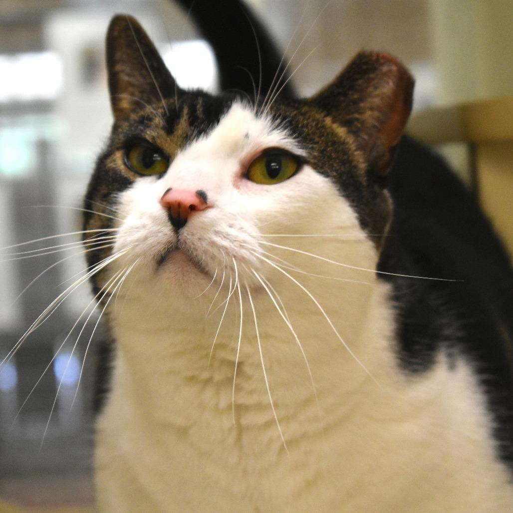 Cat, a Adoptable Domestic Short Hair in Waynesboro, PA image 2/3