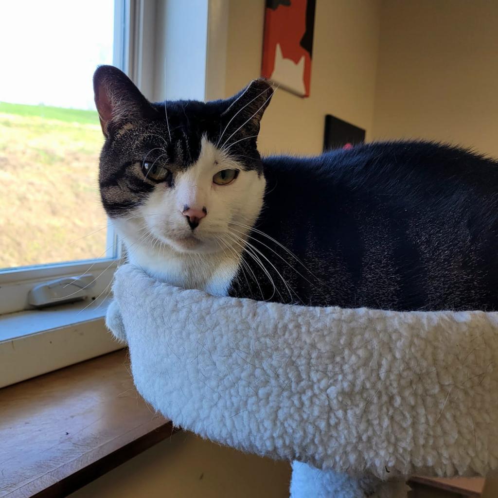 Cat, a Adoptable Domestic Short Hair in Waynesboro, PA image 3/3