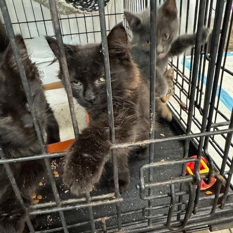 0925-207 Ms. Rho, Adoptable, Young Female Domestic Medium Hair.