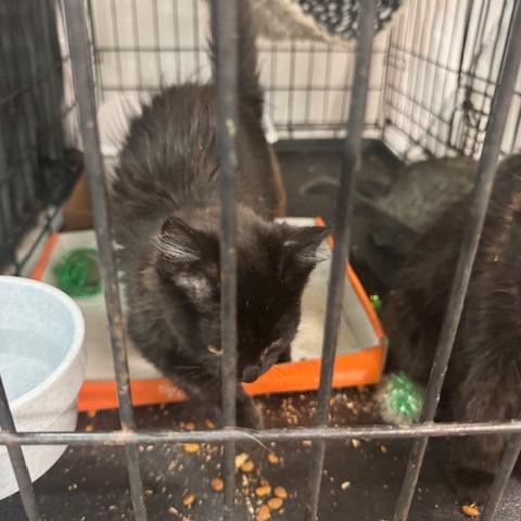 Enlarge 0925-207 Ms. Rho, a Adoptable Domestic Medium Hair in Abingdon, MD image 2/3