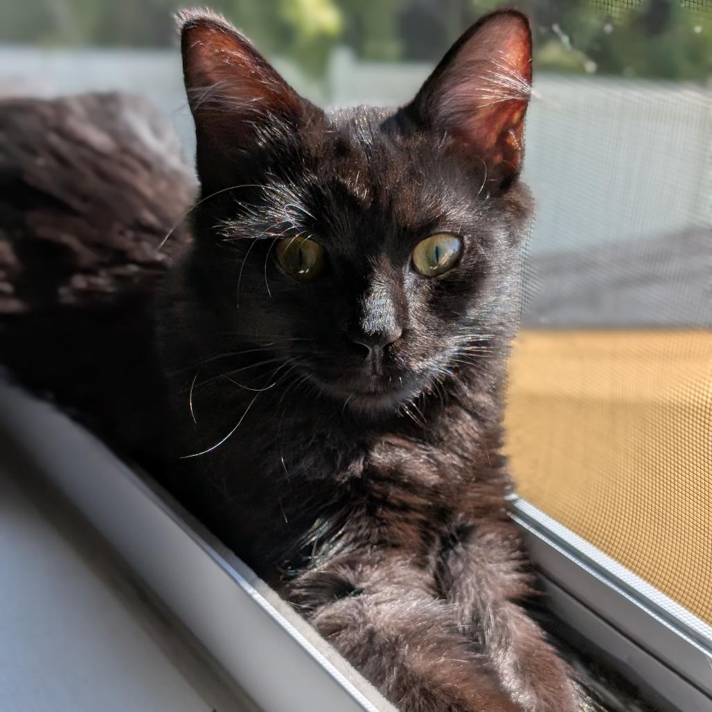 Enlarge 0925-207 Ms. Rho, a Adoptable Domestic Medium Hair in Abingdon, MD image 3/3