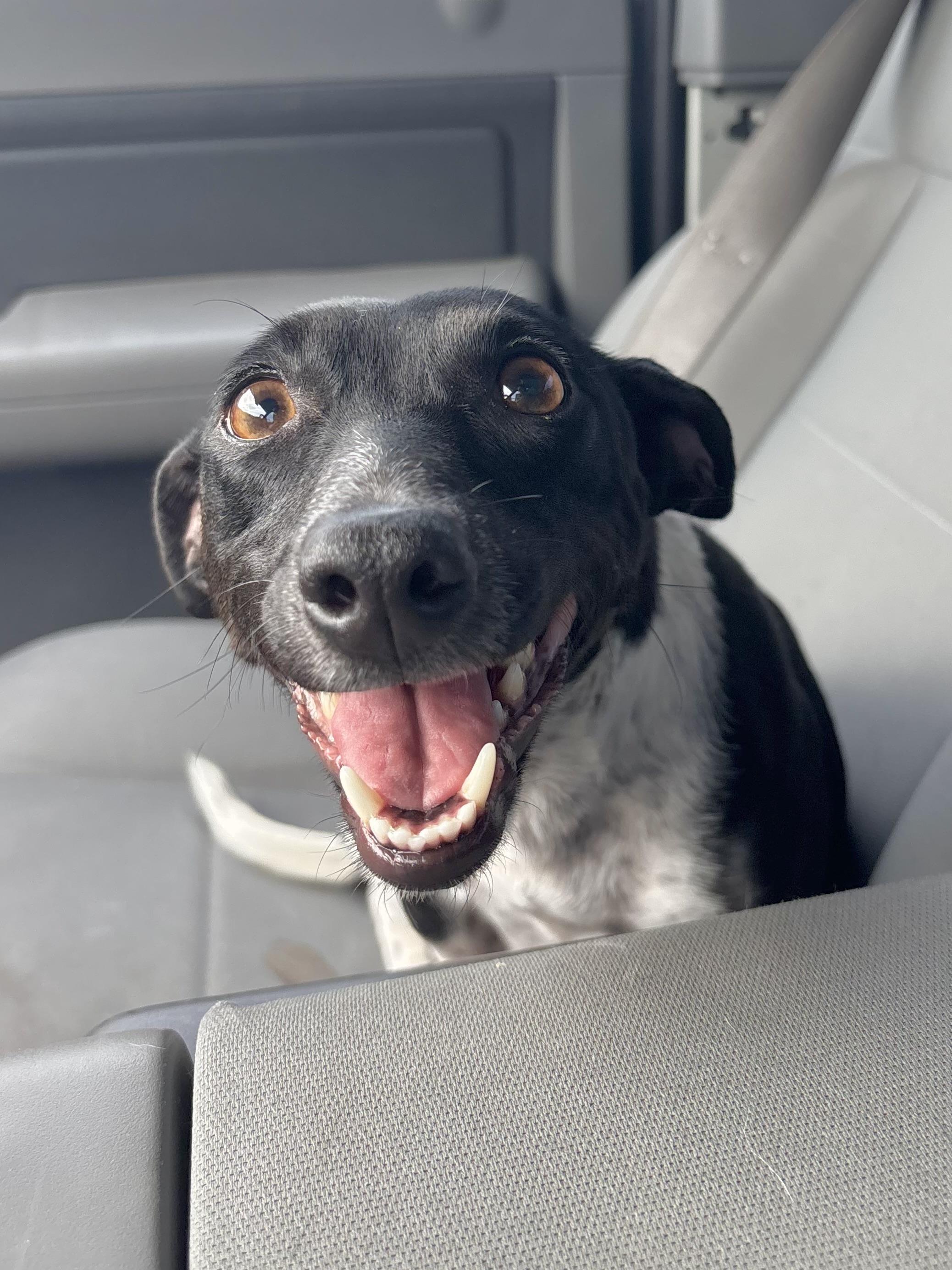 Enlarge Holly, an adopted mixed breed in Benbrook, TX image 2/6