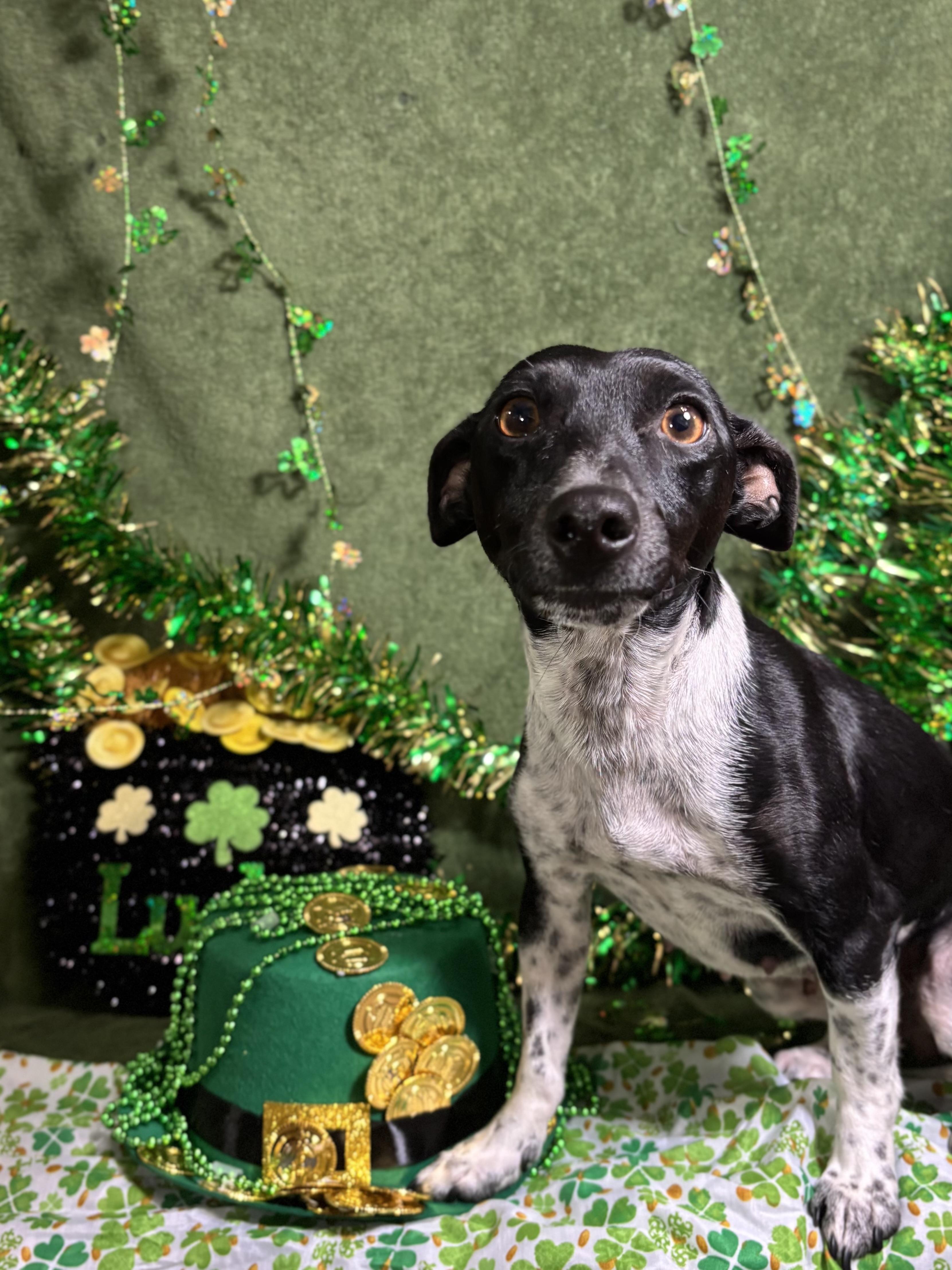 Enlarge Holly, an adopted mixed breed in Benbrook, TX image 6/6