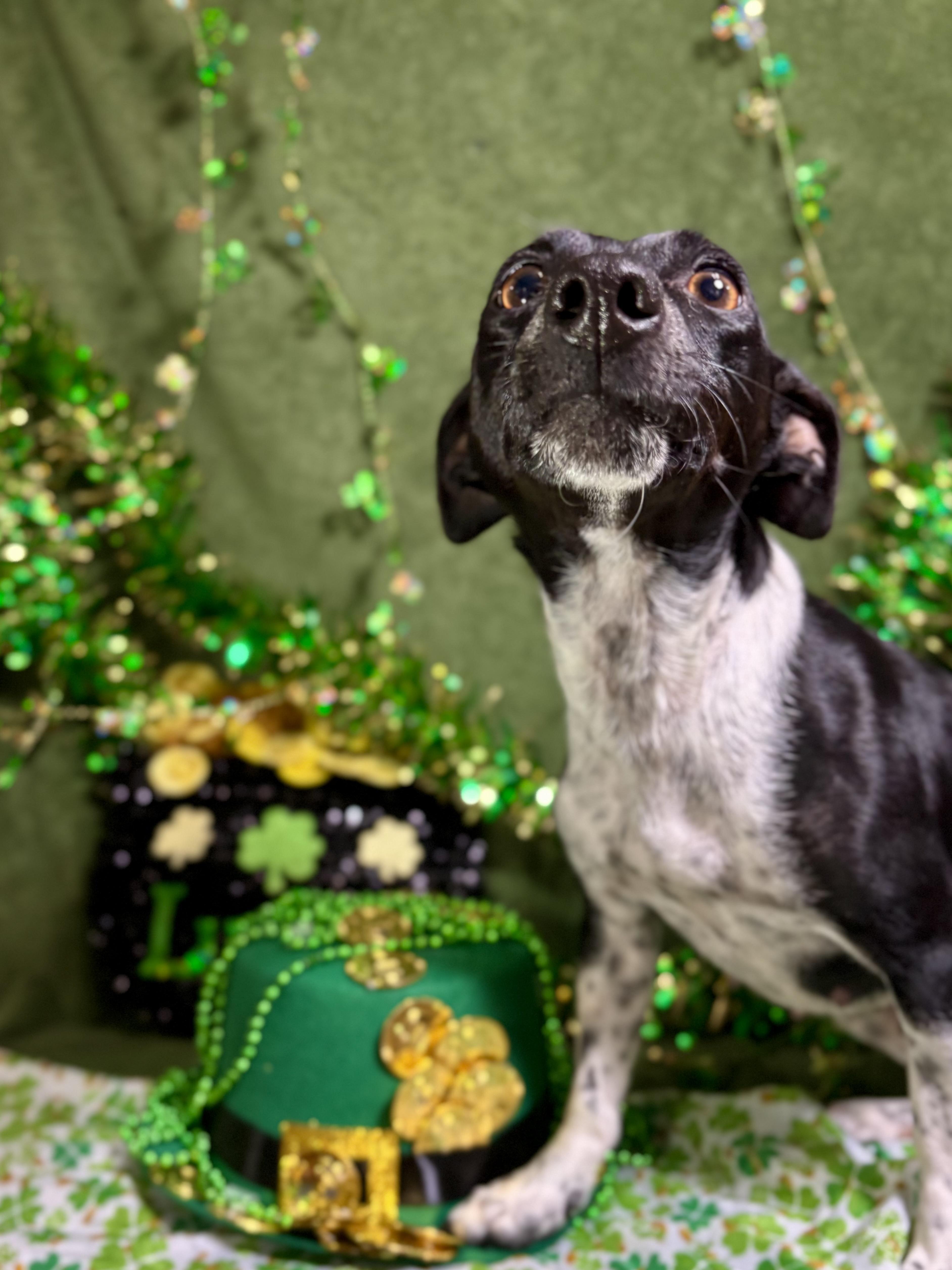Enlarge Holly, an adopted mixed breed in Benbrook, TX image 3/6