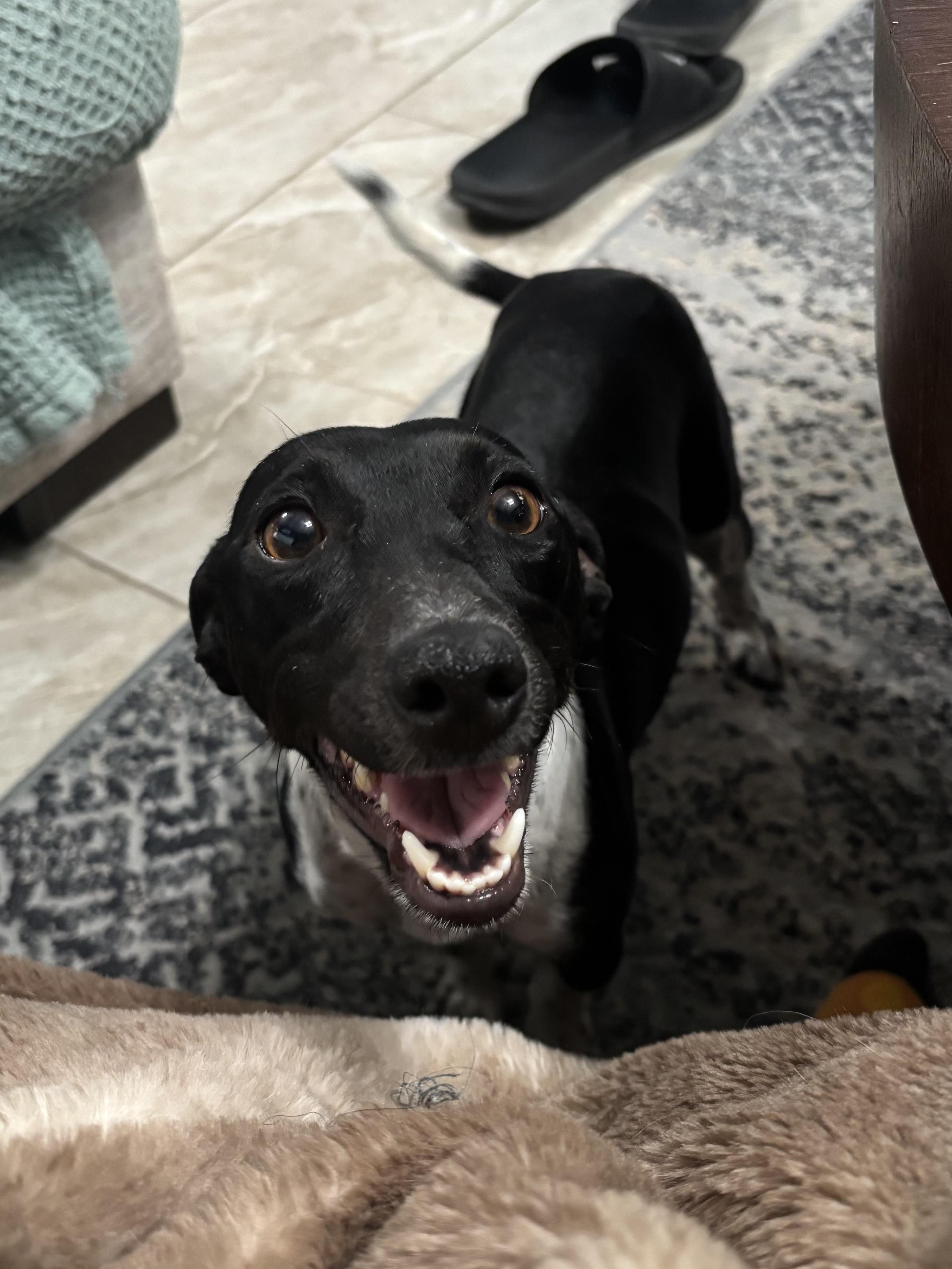 Enlarge Holly, an adopted mixed breed in Benbrook, TX image 4/6