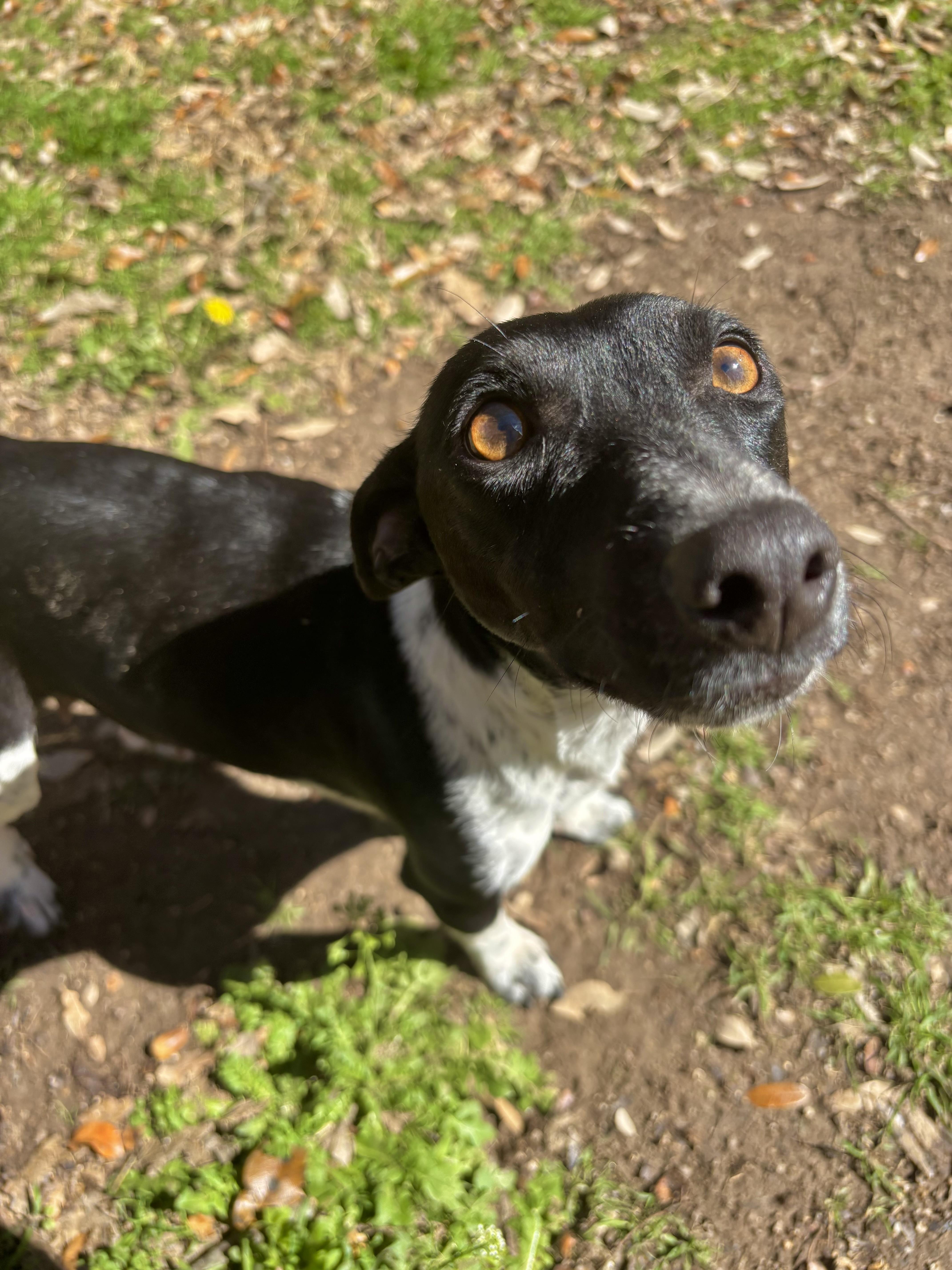 Enlarge Holly, an adopted mixed breed in Benbrook, TX image 5/6