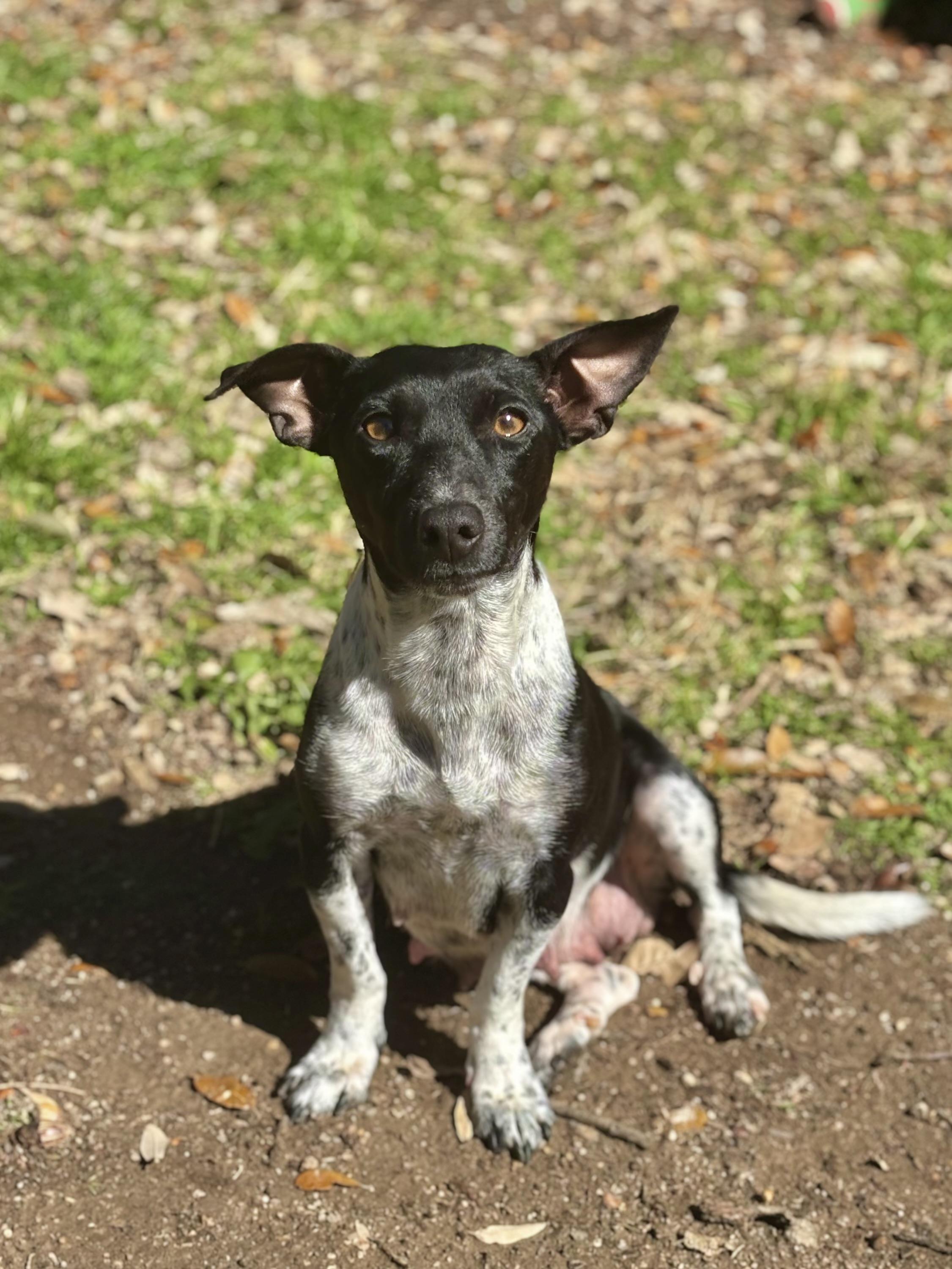 Enlarge Holly, an adopted mixed breed in Benbrook, TX image 1/6