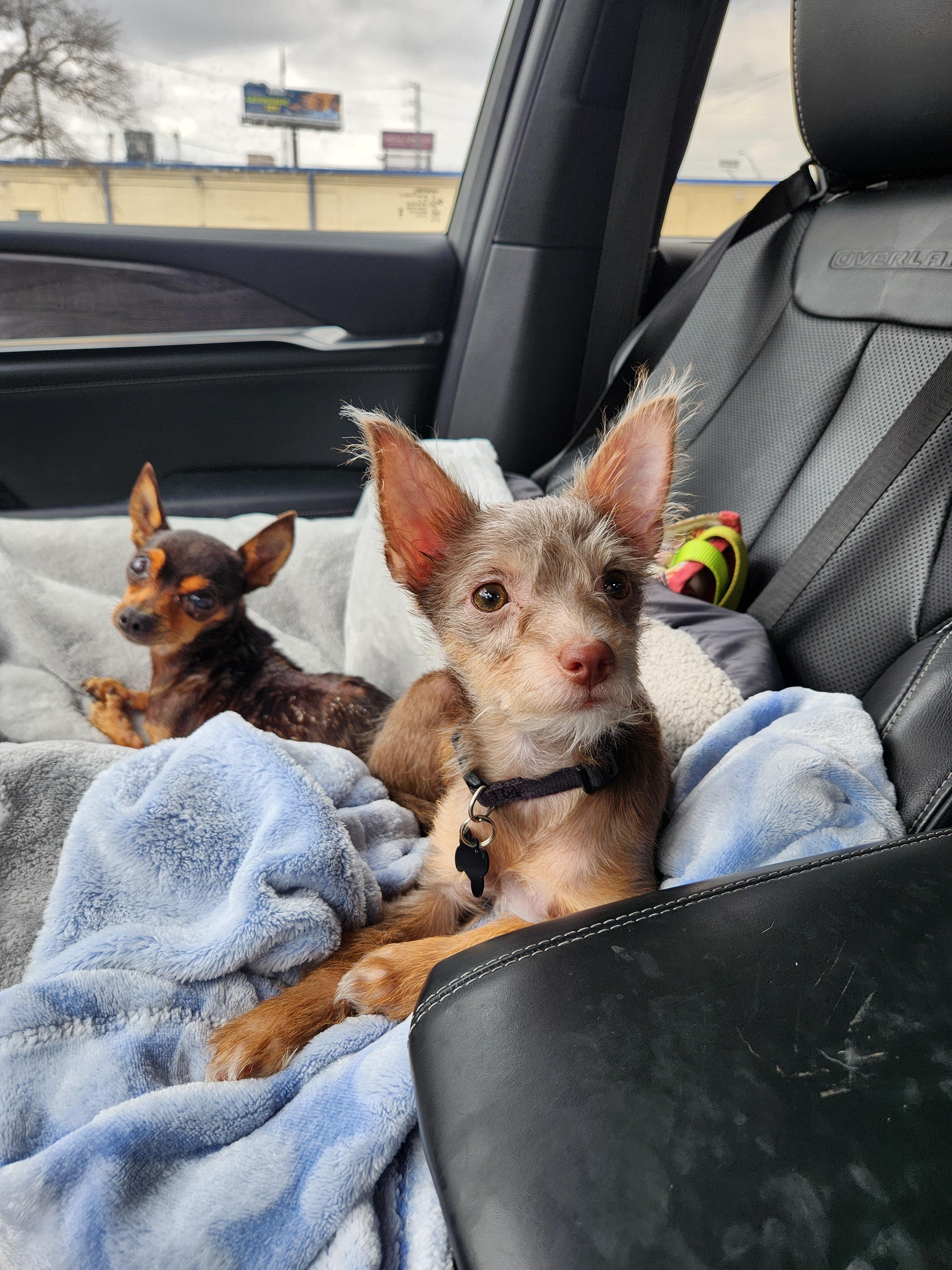 Naniya, a Adopted mixed breed in Austin, TX image 2/6
