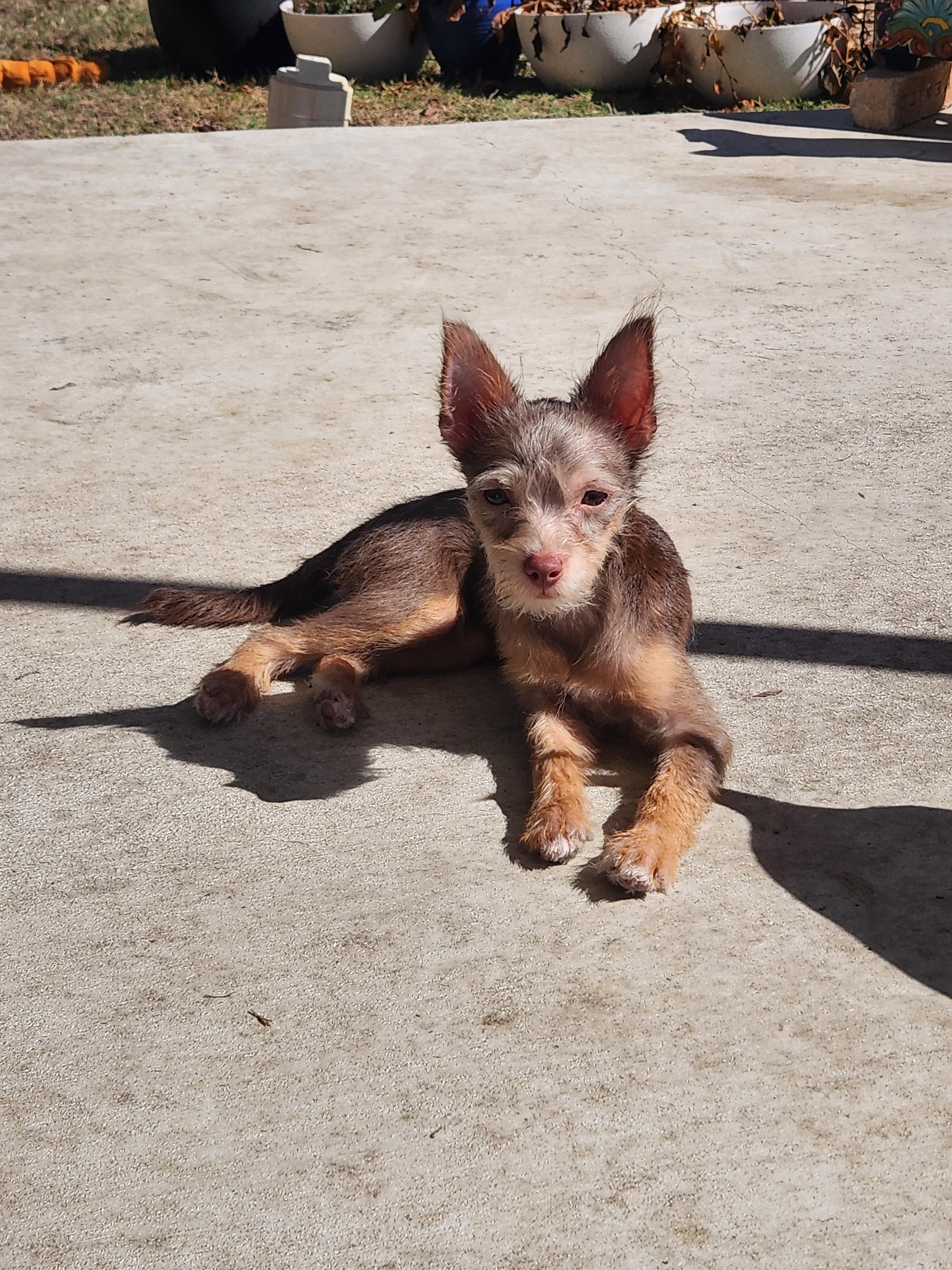 Naniya, a Adopted mixed breed in Austin, TX image 4/6