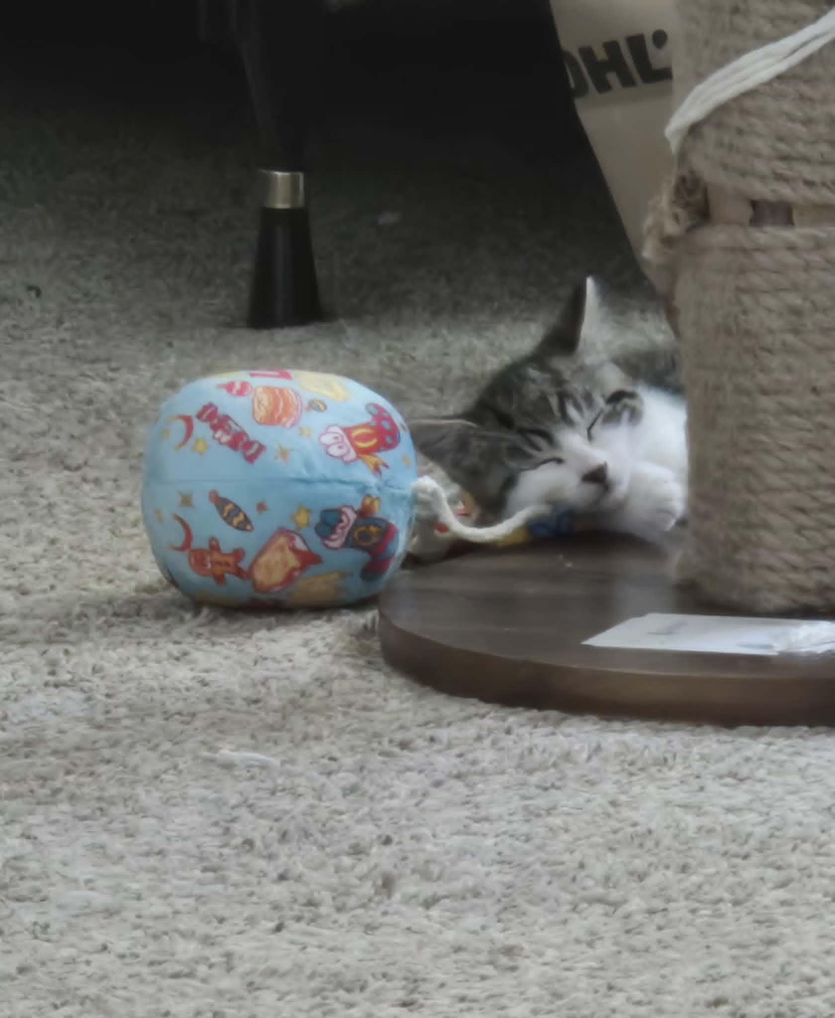 Enlarge Marsala, a ADOPTABLE Domestic Short Hair in Fulton, NY image 4/6