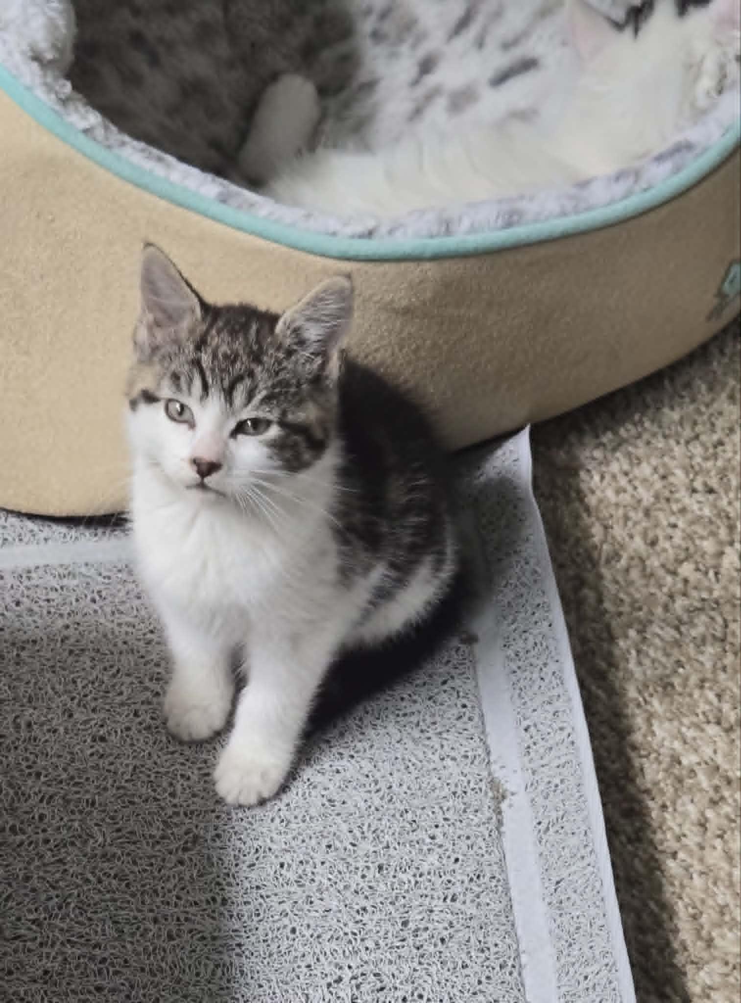 Enlarge Marsala, a ADOPTABLE Domestic Short Hair in Fulton, NY image 3/6