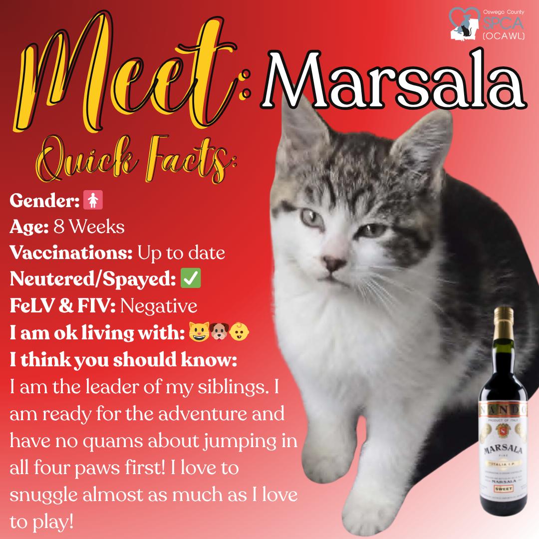 Enlarge Marsala, a ADOPTABLE Domestic Short Hair in Fulton, NY image 1/6
