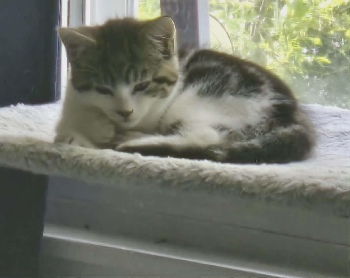 Enlarge Marsala, a ADOPTABLE Domestic Short Hair in Fulton, NY image 2/6