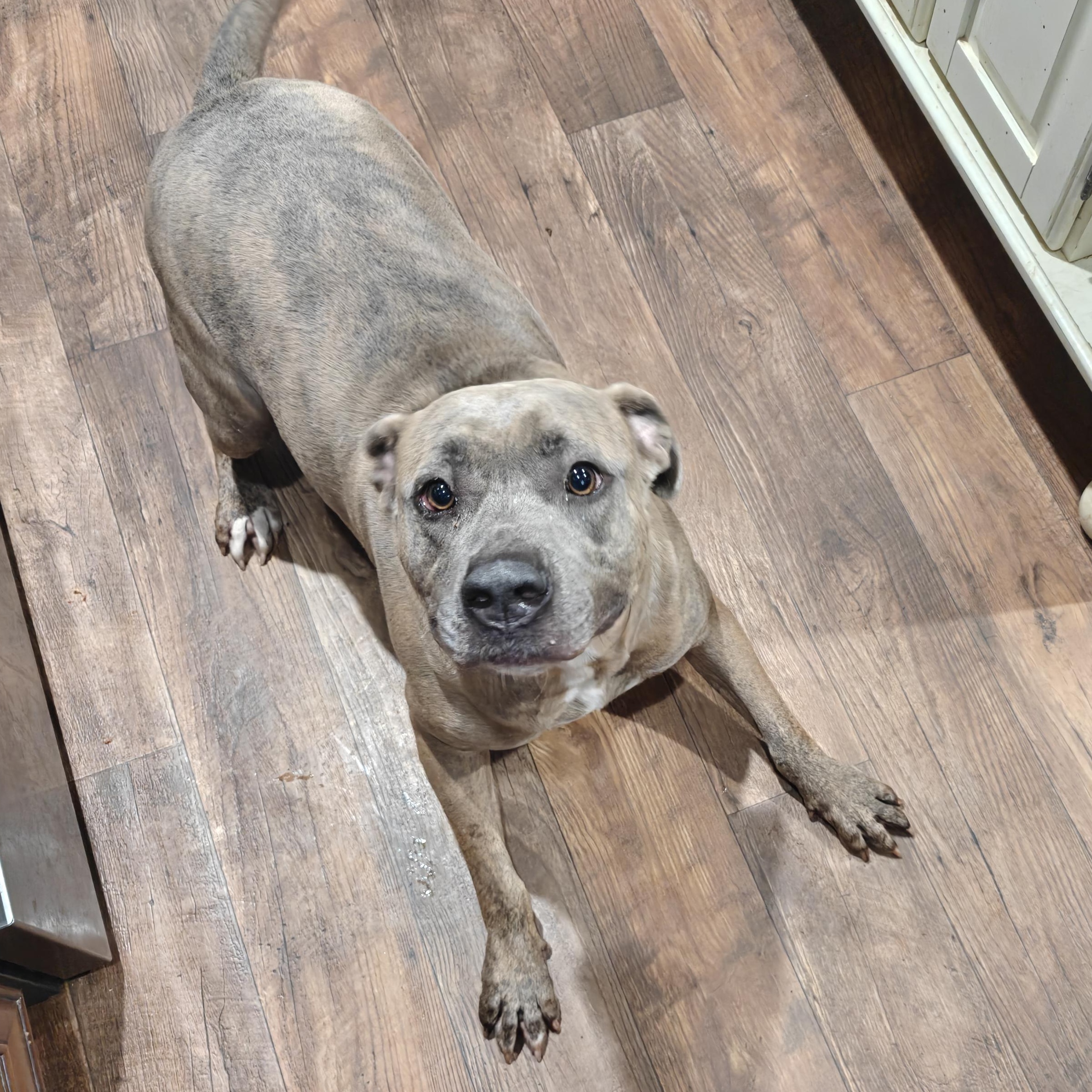 Kaiju, Adoptable, Adult Male Bullmastiff & American Staffordshire Terrier.